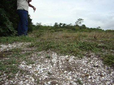 canil-municipal-mesmo-com-sambaqui-terreno-e-confirmado-1