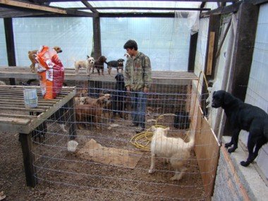 ONG Movimenta-Cão precisa de ajuda para diagnosticar cães