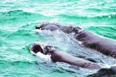 baleias-franca-o-intercambio-e-essencial-para-o-monitoramento-da-especie-1