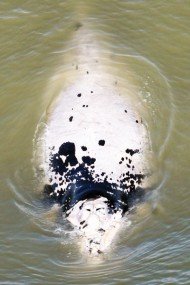 Preservação ambiental: Mamífero albino é reavistado em Imbituba