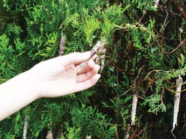 natureza-decoracao-natalina-antecipada-1