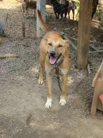 Cães de rua: Mais de 50 animais nos últimos meses