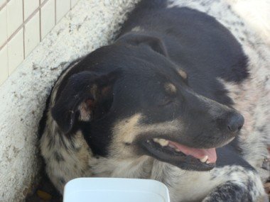 Cães de estimação são envenenados