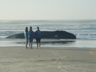 baleia-franca-mamifero-entra-em-choque-1