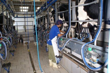 Leite: Produção cresce no Vale