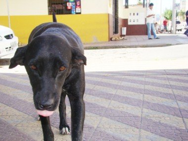 Perigo: Professor é  atacado por  oito cães de rua