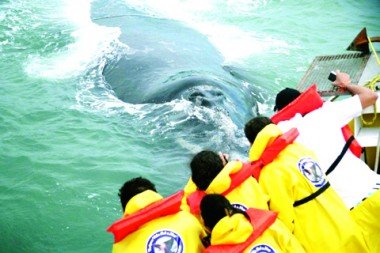 Turismo de observação de baleias: Segmento cresce 30% em Imbituba