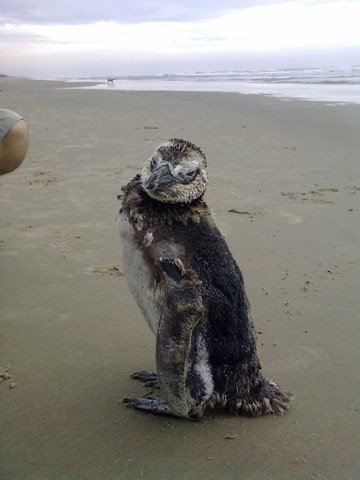 eles-sao-fofinhos-mas-nao-sao-pets-1 Neste fim de semana, um pinguim de magalhães surgiu na praia do Arroio Corrente, em Jaguaruna. Apesar de fazer pose para as fotos, o correto é ficar o mais distante possível do animal
