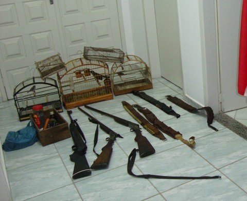 homem-e-detido-com-armas-e-passaros-em-cativeiro-1 As armas estavam no quarto da casa, atrás da porta, e os pássaros na cozinha.
