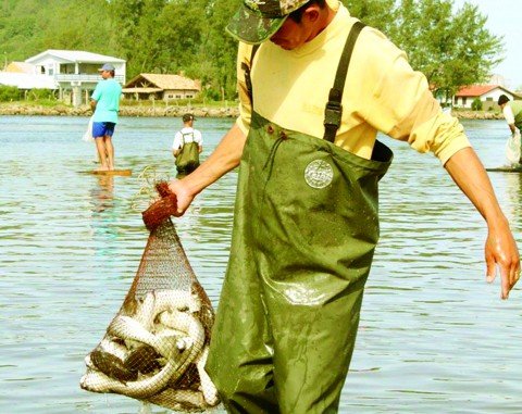 barco-e-apreendido-com-toneladas-de-peixe-1 A pesca artesanal da tainha é prejudicada quando os barcos não respeitam o defeso e os limites legais.