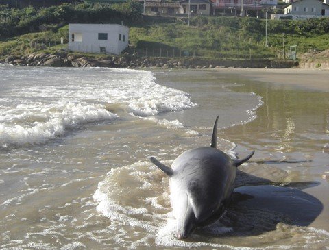 boto-encalha-na-prainha-1 A bota’ encalhou na noite de quarta-feira e novamente na manhã de ontem. Comunidade e especialistas em desencalhes conseguiram remover o animal.