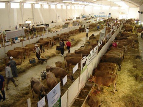 comeca-a-feira-do-agroempreendedorismo-1 A expectativa é que 50 mil pessoas passem pela Feagro até domingo. Tanto criadores como empresários do agronegócio estão otimistas com a feira. A previsão inicial é que a comercialização e animais e máquinas agrícolas fique em torno de R$ 15 milhões.