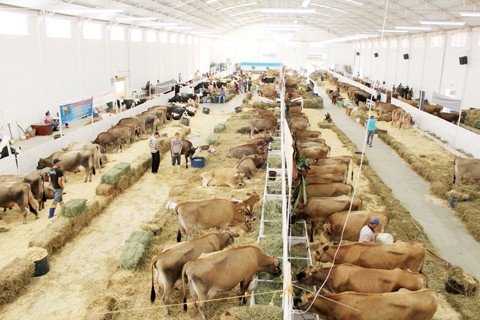 mais-de-r-14-milhoes-em-negocios-1 Exposição e comercialização de animais foram superiores às feitas em 2010. O público também aumentou.