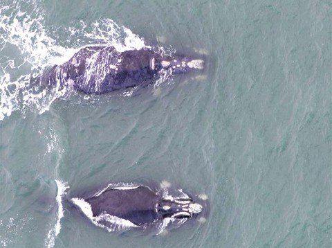 Equipe do PBF fará o primeiro sobrevoo da temporada