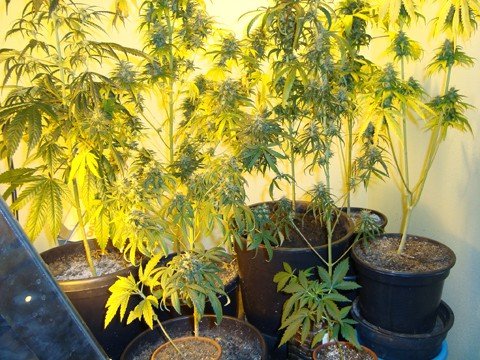 pes-de-maconha-sao-encontrados-em-apartamento-1 Pés de maconha de vários tamanhos foram encontrados.