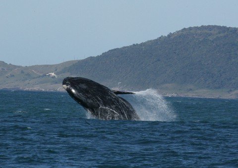 baleias-franca-atraem-turistas-1 O ecoturismo e o turismo de aventura são uma excelente aposta. As atividades estão em expansão no Brasil, que está a um passo de tornar-se referência mundial neste segmento.