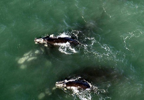 mais-de-170-baleias-estao-no-litoral-1 Pesquisadores contabilizaram 48 pares de mães e filhotes.