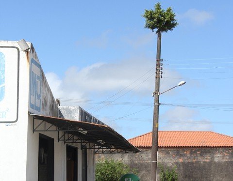 arvore-sobre-poste-atrai-curiosos-1 É provável que um pássaro tenha levado uma semente para cima do poste