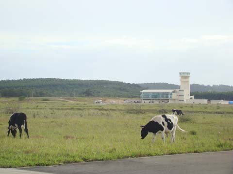 desapropriacoes-ainda-estao-pendentes-1 Enquanto as indenizações pelas terras não são pagas, as vacas continuam a pastar na área do Aeroporto Regional Sul.