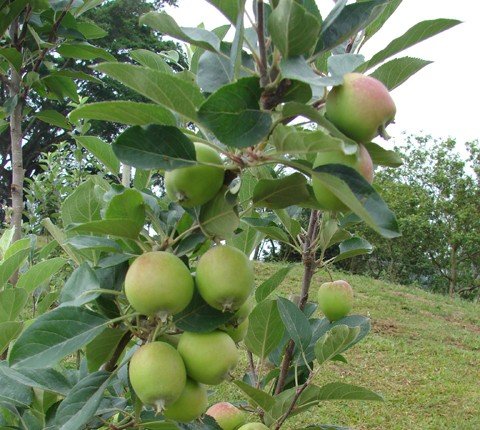 macas-sao-cultivadas-no-vale-1 As maçãs são parecidas com a do tipo gala