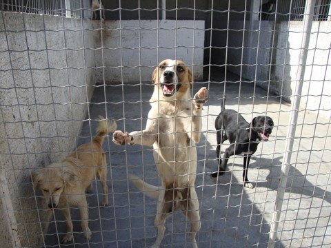 medicacao-sera-comprada-1 Os doentes cães estão separados dos demais.