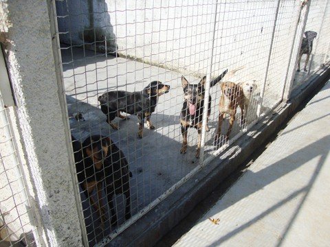 relatorio-da-reuniao-03-01-2012-agonia-no-canil-1