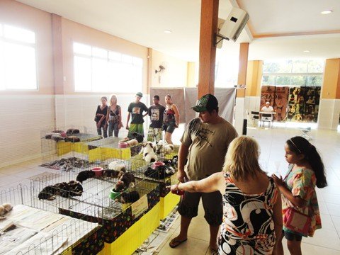 que-tal-um-novo-animalzinho-1 A feira de animais, que está em Laguna até segunda-feira, atrai pessoas de todas as idades. No evento, dá para encontrar os mais diversos animais. E quem deseja um bichinho de estimação pode encontrar filhotes à venda