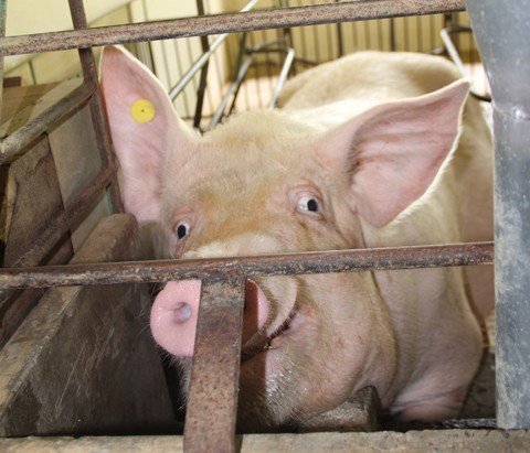 vale-na-vanguarda-do-biogas-1 A usina de São Maurício terá capacidade para processar 700 mil litros de resíduos por dia, com uma geração estimada em 6,8 milhões de metros cúbicos de biogás por ano