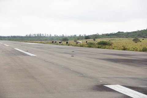 quem-vai-pagar-a-divida-1 Enquanto as dívidas não são pagas, as vacas continuam a andar pelo Aeroporto Regional Sul.