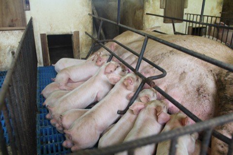 isencao-do-icms-para-a-carne-suina-ja-esta-valendo-1 Em Santa Catarina, deverá haver uma perda de R$ 1 bilhão no setor da suinocultura.