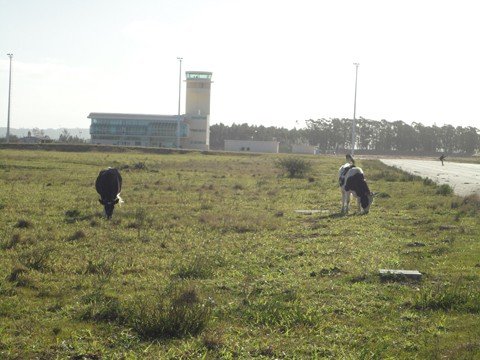 parte-da-divida-e-paga-1 Com o pagamento, as vacas não devem mais pastar nas proximidades da pista de pouso e decolagens do Aeroporto Regional em Jaguaruna.