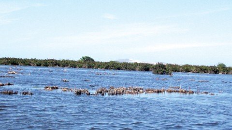rios-e-lagos-da-regiao-pedem-socorro-1 A Lagoa da Manteiga, em Tubarão, sofre com a morte da Taboa, principal vegetação local.