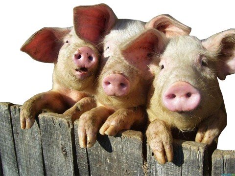 a-carne-suina-vai-para-o-japao-1