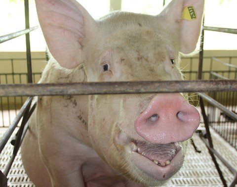 mais-uma-etapa-e-vencida-1 A expectativa é que o mercado japonês compre mais 130 mil toneladas por ano, em um primeiro momento, de carne suína catarinense