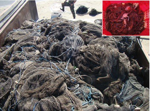 240-quilos-de-camarao-sao-apreendidos-1 O camarão foi doado para entidades filantrópicas e 316 redes de pesca foram apreendidas - Foto:Polícia Militar Ambiental de Laguna/Notisul