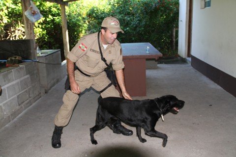 regiao-tera-o-1o-cao-farejador-de-drogas-1 O labrador atuou em mais de 60 ocorrências em Blumenau. Em pelo menos metade, foi por meio do faro de Urso que as drogas foram localizadas e os traficantes presos. Foto: Polícia Militar de Laguna/Divulgação/Notisul