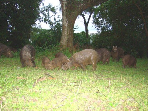populacao-de-capivaras-causa-preocupacao-1 Em grupos ou sozinhas, as capivaras chamam a atenção de quem passa pelas ruas centrais de Tubarão. O que as pessoas não sabem é que estes roedores são transmissores de doenças, algumas delas letais