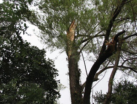 ventos-fortes-causam-prejuizos-1 Nas proximidades da ponte do bairro Morrotes, em Tubarão, uma árvore quebrou em dois pontos. Os bombeiros foram no local para retirar os galhos da rua