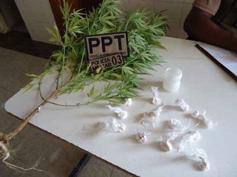 cocaina-e-pe-de-maconha-sao-apreendidos-1 O pé de maconha estava plantado nos fundos da casa e as buchas de cocaína escondidas no teto. Foto: Polícia Militar de Tubarão/Notisul