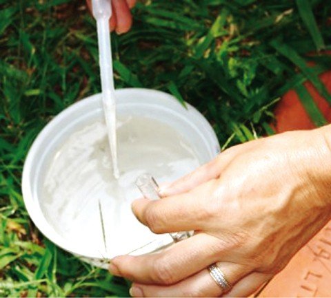 focos-do-mosquito-sao-encontrados-em-tubarao-1 Dois focos do mosquito da dengue foram encontrados em apenas uma semana