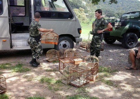 homem-e-autuado-em-flagrante-com-82-aves-1 Todas as aves silvestres que fazem parte da fauna brasileira não podem estar em cativeiro. Com o homem, havia 82 presas em gaiolas. Foto: Polícia Militar Ambiental de Laguna/Divulgação/Notisul