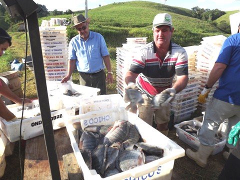 piscicultura-uma-atividade-cada-vez-mais-solida-1 Ontem, a equipe da Cooper-Família/Sintraf acordou cedo para acompanhar o trabalho de despesca nas propriedades de Ademir Ghizoni
