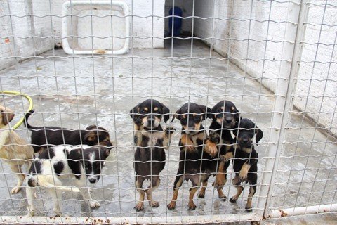 primeira-prioridade-e-estruturar-a-equipe-1 Mais de 100 cães já ‘moram’ no CCZ, mas o local ainda funciona como prevê o projeto