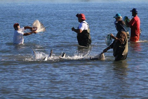nao-ha-mais-vagas-na-regiao-1 A pesca de tainha com auxílio dos botos é um dos principais atrativos nos molhes, em Laguna. Foto: Prefeitura de Laguna/Notisul
