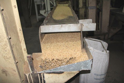 producao-apresenta-queda-de-12-1 A previsão de colheita no estado é de 955 mil toneladas, cerca de 100 mil toneladas abaixo da safra do ano passado