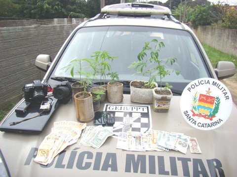 oito-pes-de-maconha-sao-apreendidos-1 Pés da erva estavam plantados nos fundos do terreno de uma casa - Foto:Polícia Militar de Imbituba/Divulgação/Notisul