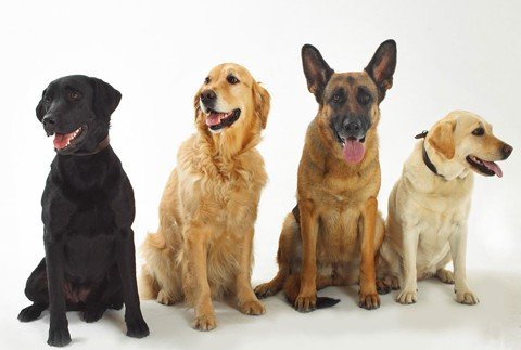 cirurgias-comecam-a-ser-realizadas-1 Muitos dos cachorros recebem tratamento e são adotados. Mas ainda há muitos cães de rua em Tubarão