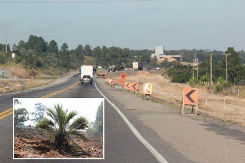fase-um-90-1 As árvores maiores já foram completamente removidas de todo o trecho da duplicação das chamadas pistas complementares à Ponte Anita Garibaldi. Os butiazeiros, planta símbolo de Laguna, serão retirados nos próximos dias e replantados em outro lugar