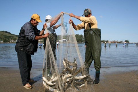 oferta-segue-boa-na-regiao-1 Esta é a melhor safra dos últimos 20 anos no Farol de Santa Marta, em Laguna. Contudo, a pesca artesanal está com o número abaixo do esperado no litoral catarinense