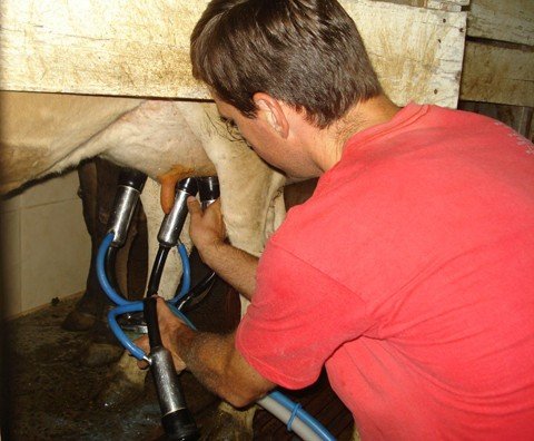 projeto-sera-lancado-no-fim-do-mes-1 O Programa Um Milhão irá beneficiar mais de quatro mil produtores de leite no Vale de Braço do Norte. O projeto começa a valer a partir de 2014, o objetivo é dar mais qualidade na pastagem e aumentar a produção - Foto:Revista Visão Rural/Notisul